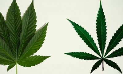 Cannabis Indica vs Sativa