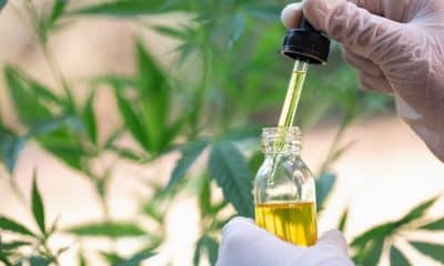 Carrier oil for CBD