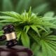 Authorities Find Marijuana Plants in a Howard County Home