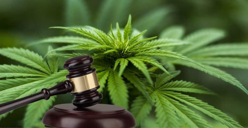 Authorities Find Marijuana Plants in a Howard County Home