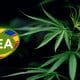 Philippines Narcotic Laws to Restrict Marijuana Usage